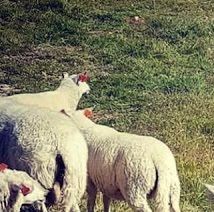 (N) Røysliraggen Loke, RAG a  /  Eier: Vera Stavem Lien