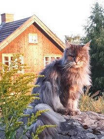 (N) Tojo Polaris Nancy Sinatra, MCO a 22  /  Eier: Gunn Høyesveen