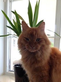 Tiger (16 år på bildet)  /  Eier: Grete Jenssen