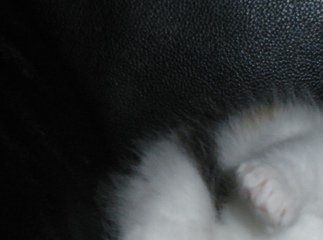 Kattunge fra (N) Bibbi's   /  Oppdretter: Bibbi Øyo