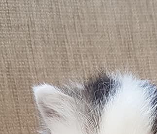 Kattunge fra (N) Bibbi's  /  Oppdretter: Bibbi Øyo