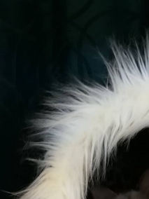 Dibberpuss Ultra's Angel, BAL h 21 & D*White Ligh's Zex Appeal, BAL n 21  /  Eier: Randi Rissmann Holen