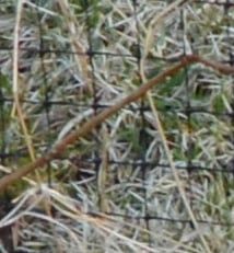 IC Lady Mary's Silver Buffalo, BSH ns 24 62  /  Eier: Marit Mersland