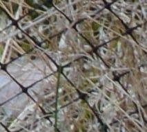 IC Lady Mary's Silver Buffalo, BSH ns 24 62  /  Eier: Marit Mersland