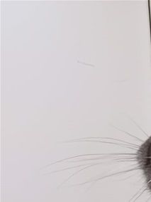 Lovely Millile Grace av Anjaslil (N), BSH ns  /  Eier: Camilla Bjørnsen