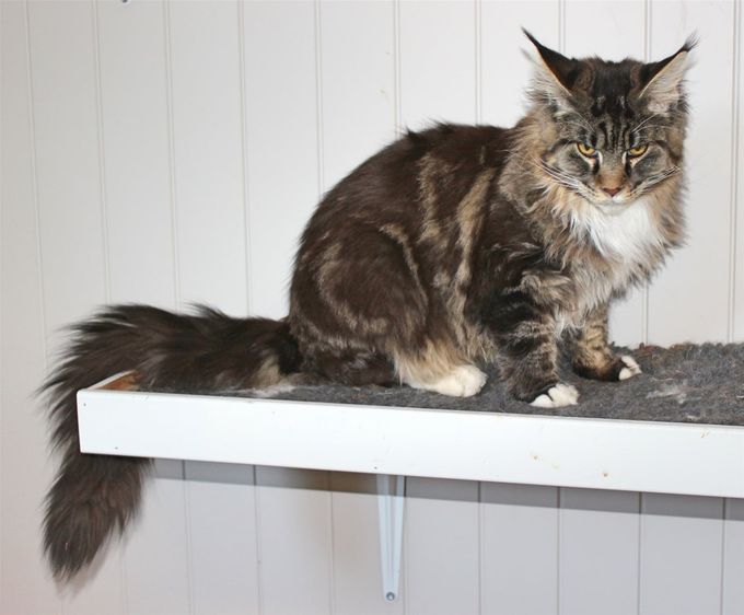 Gizmo av Tussepus (N), MCO n 09 22  /  Eier: Siv & Tobias Gjersøe